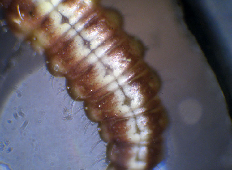 Larva di Hemerobiidae